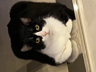 Lost cat in Fort Myers, FL, 33912