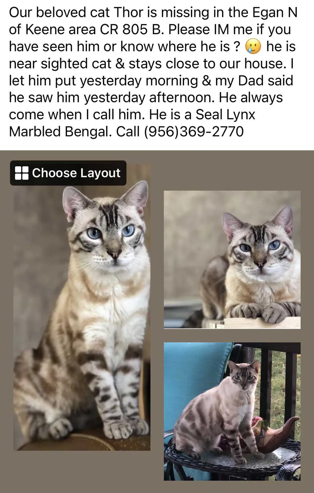 Lost cat in Cleburne, TX, 76031