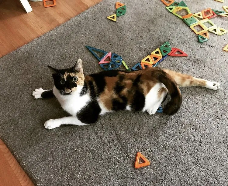 Lost cat in Diamond Springs, CA, 95619