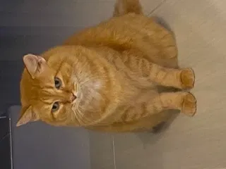 Lost cat in Fort Myers, FL, 33912