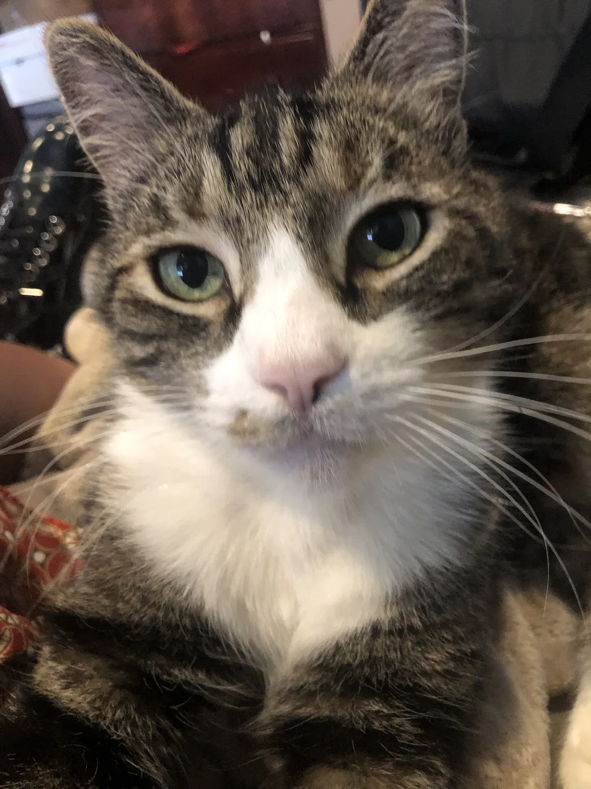 Lost cat in Cardiff By The Sea, CA, 92007