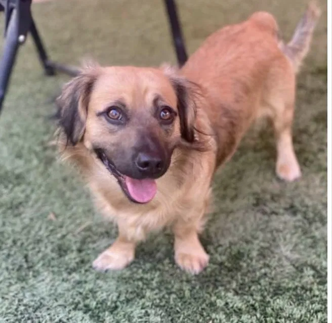 Lost dog in Elk Grove, CA, 95624