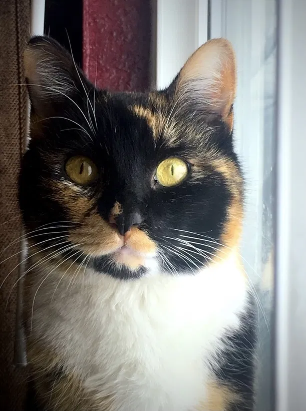 Lost cat in Sparks, NV, 89434