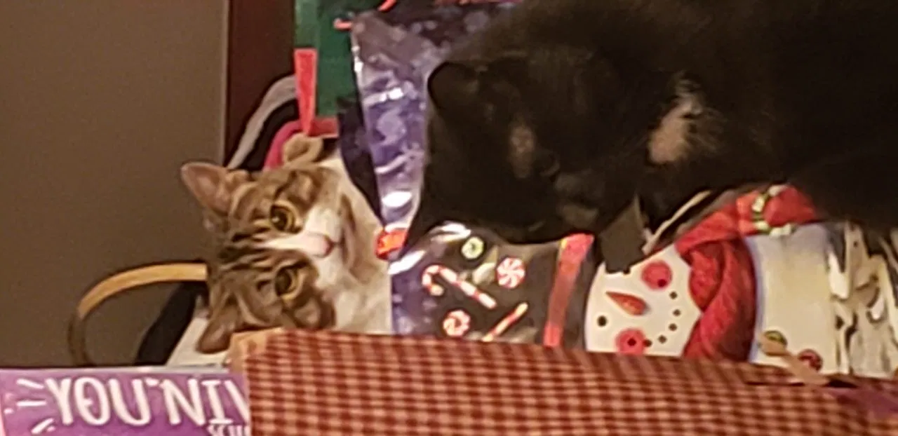 Lost cat in Niles, OH, 44446