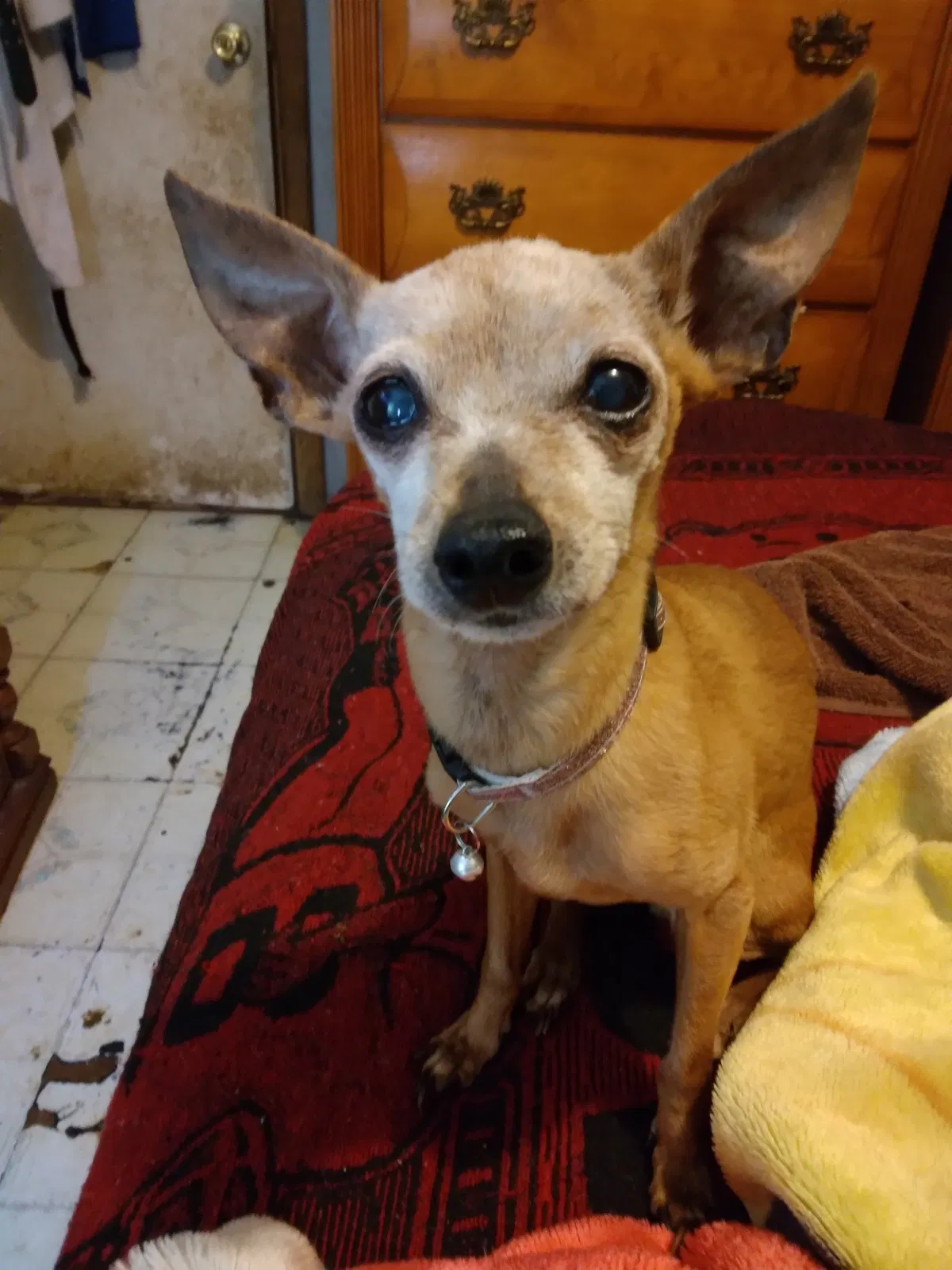 Lost dog in Glendale, AZ, 85301