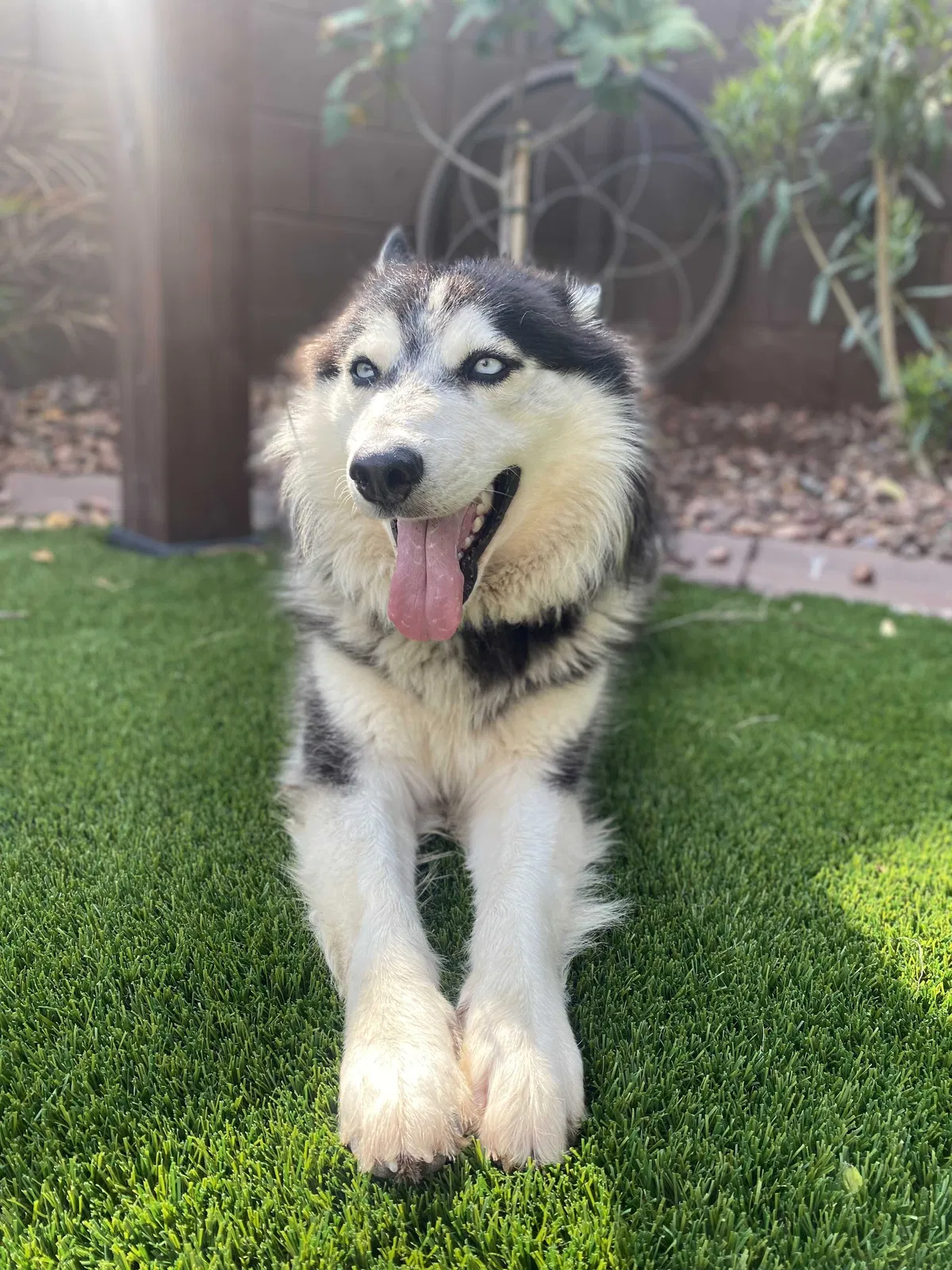 Lost dog in Litchfield Park, AZ, 85340