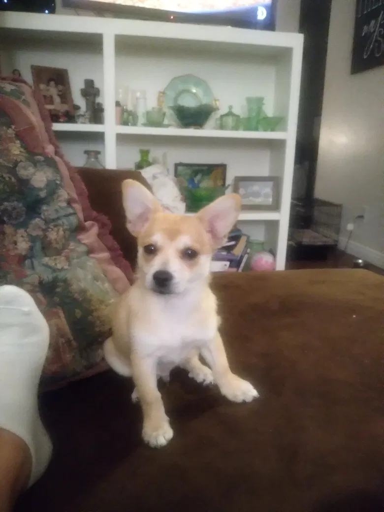Lost dog in Fallbrook, CA, 92028