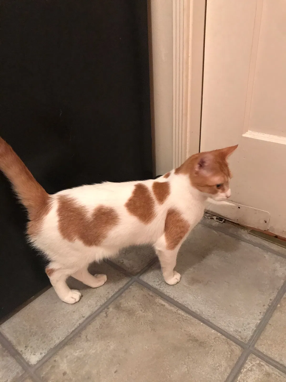 Lost cat in Vallejo, CA, 94590