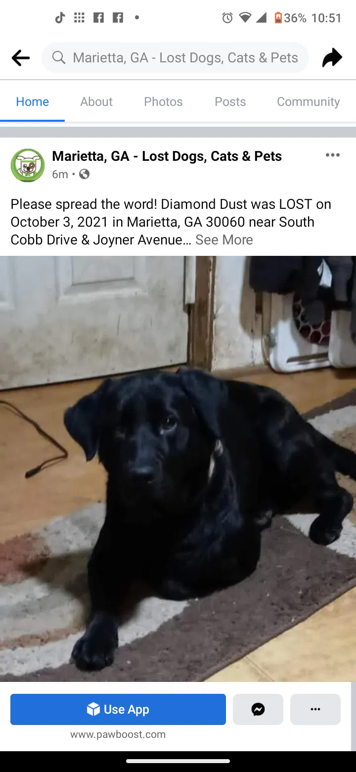 Lost dog in Marietta, GA, 30060