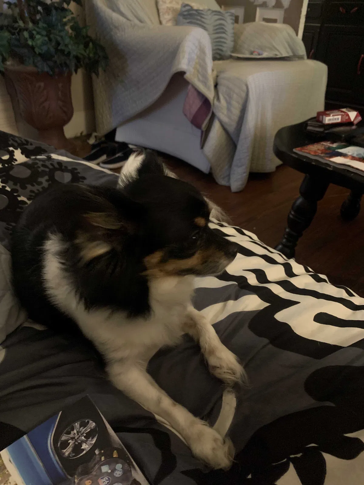 Lost dog in Murfreesboro, TN, 37130