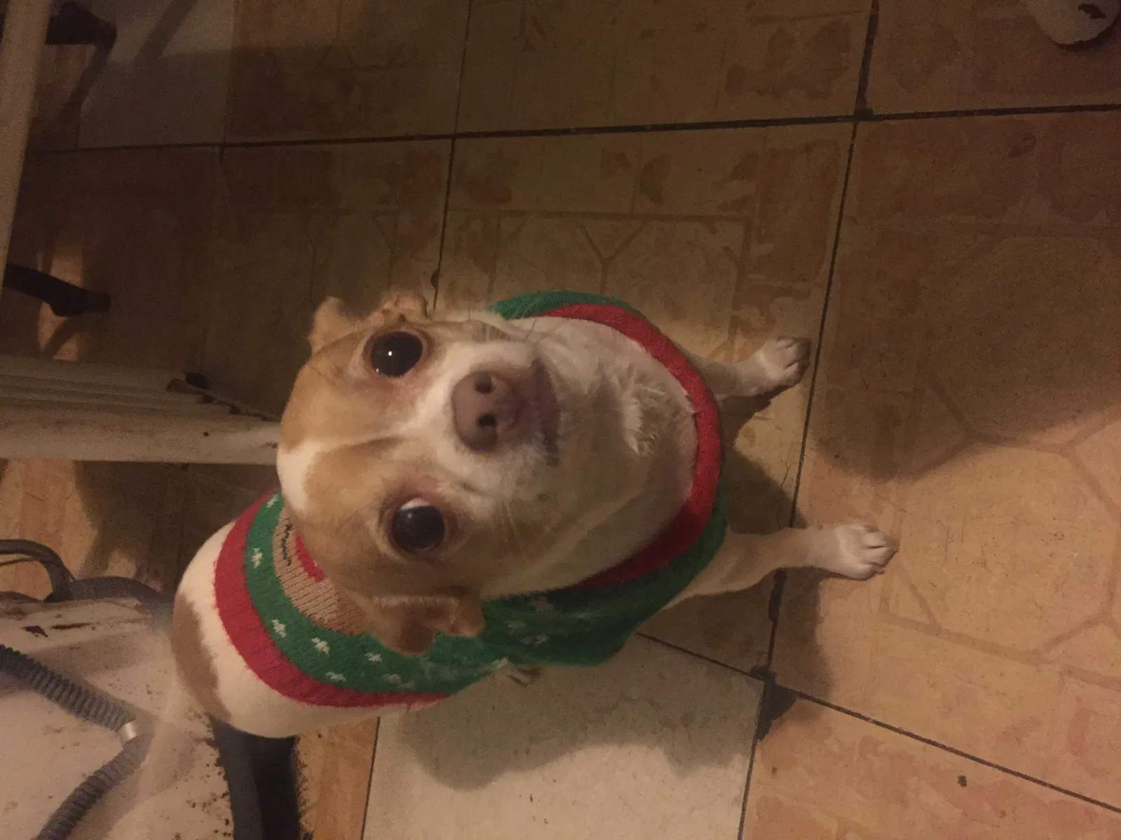 Lost dog in Chicago, IL, 60632