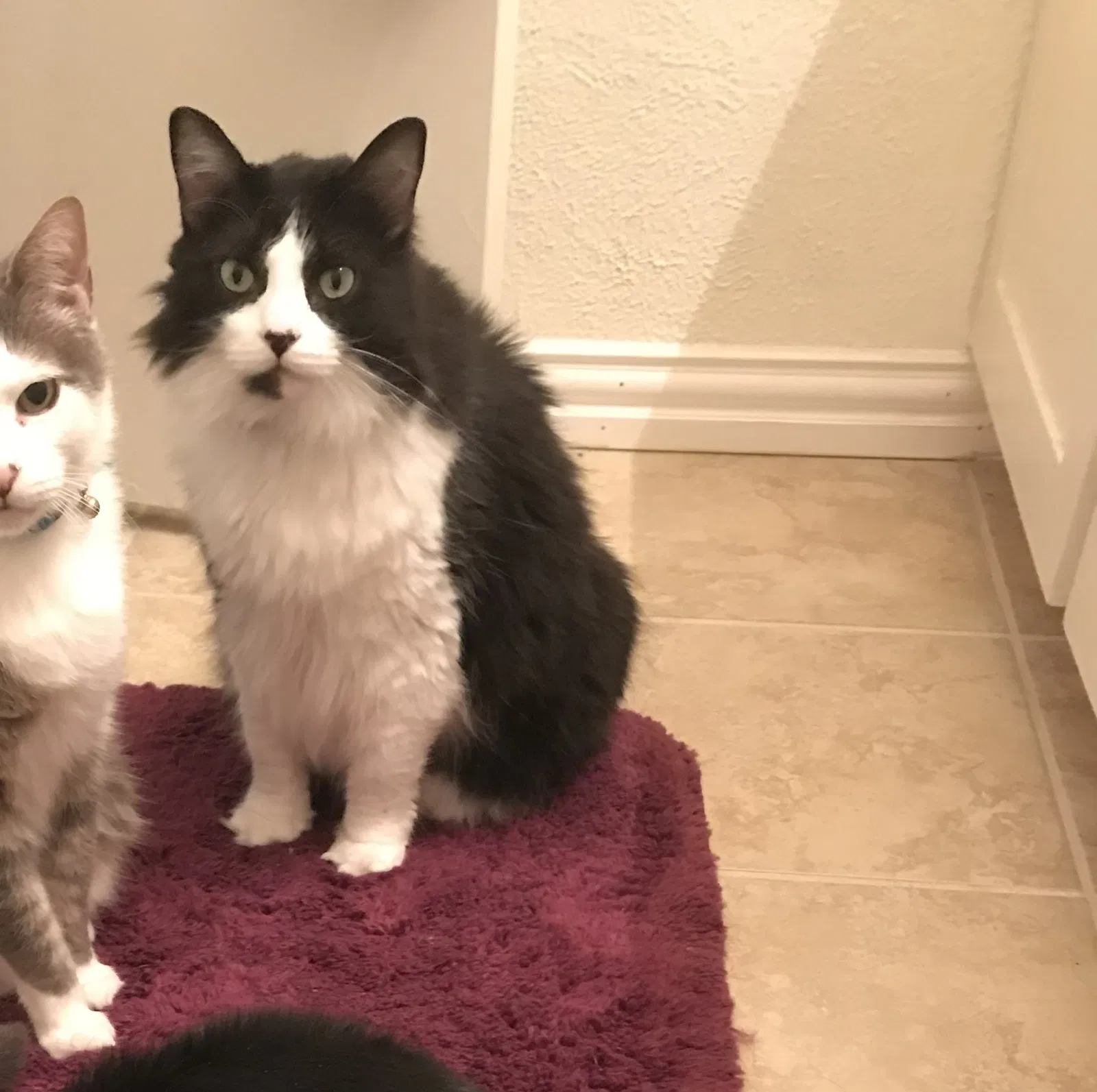 Lost cat in Mansfield, TX, 76063