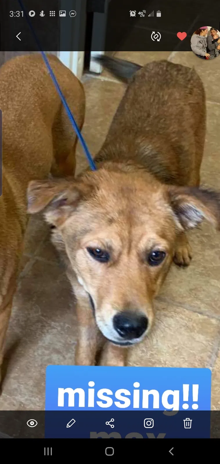 Lost dog in Guthrie, OK, 73044