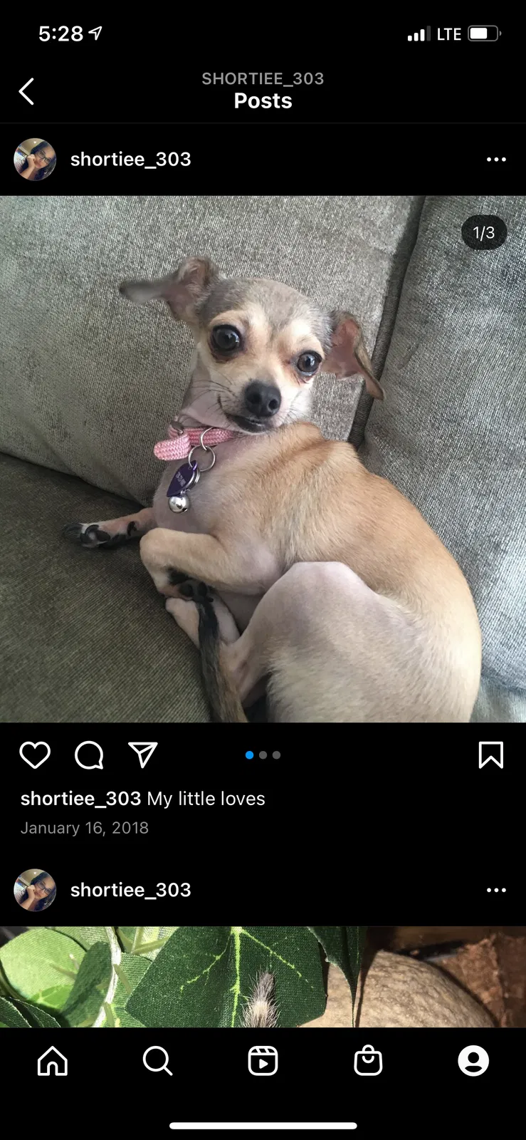 Lost dog in Denver, CO, 80228
