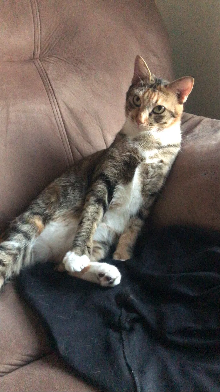 Lost cat in Oklahoma City, OK, 73139