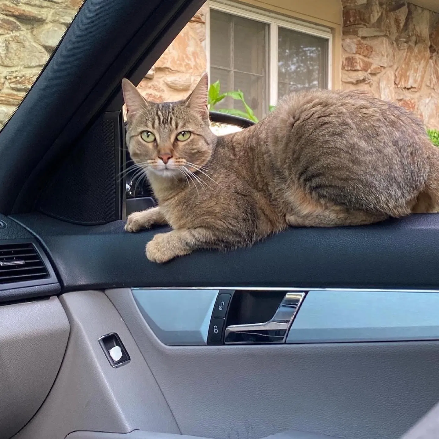 Lost cat in Villa Park, IL, 60181