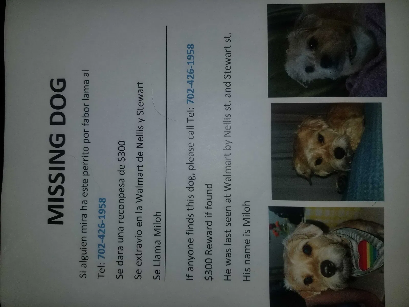 Lost dog in Las Vegas, NV, 89101