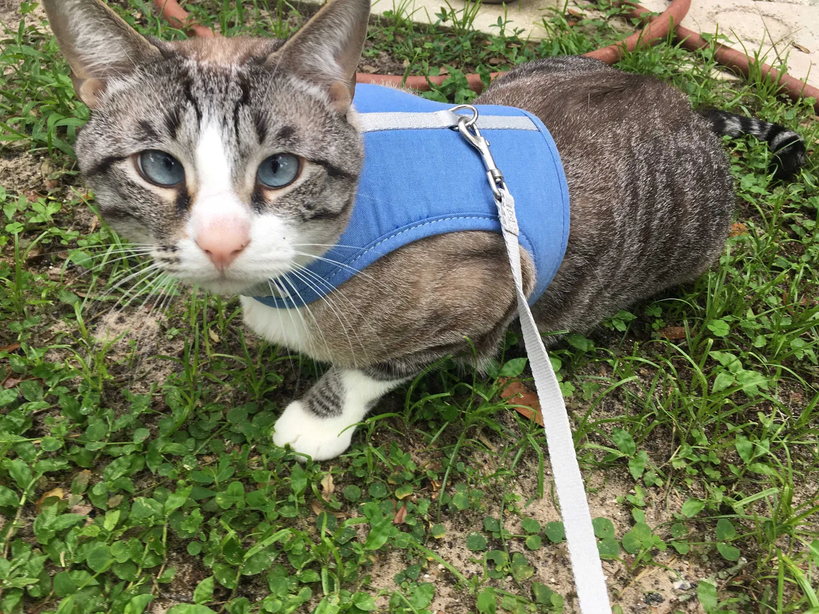 Lost cat in Thonotosassa, FL, 33592