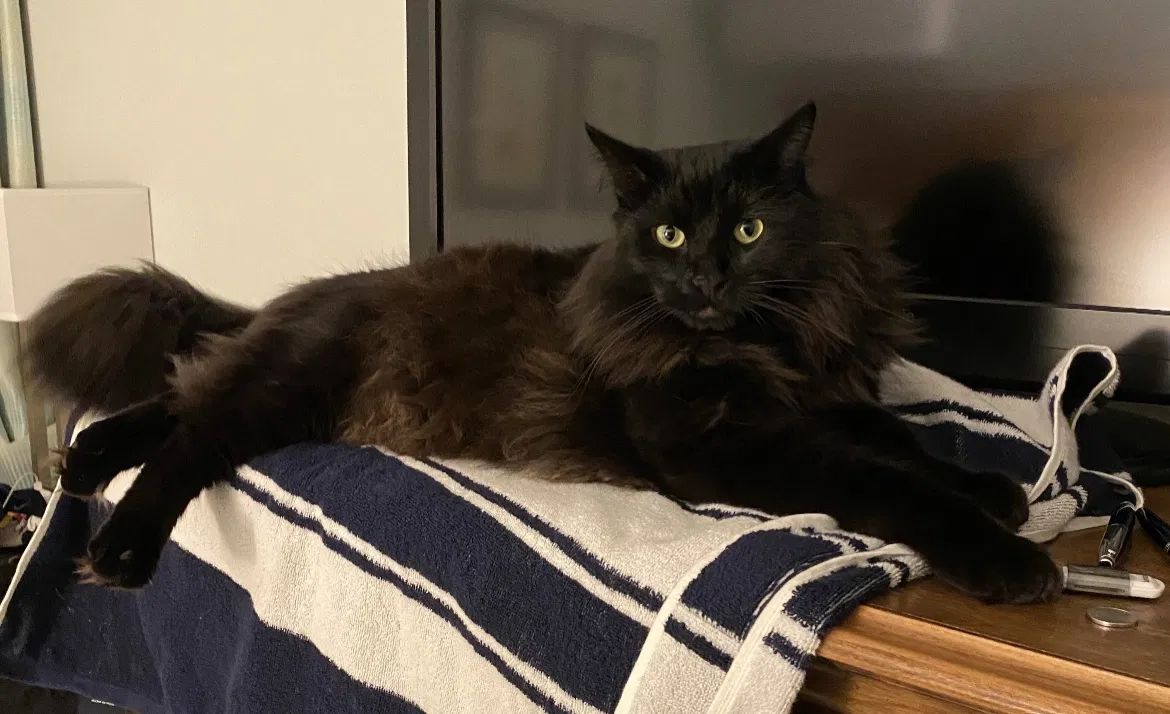 Lost cat in Menifee, CA, 92584