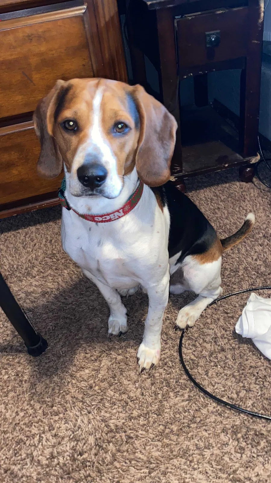 Lost dog in Oklahoma City, OK, 73119