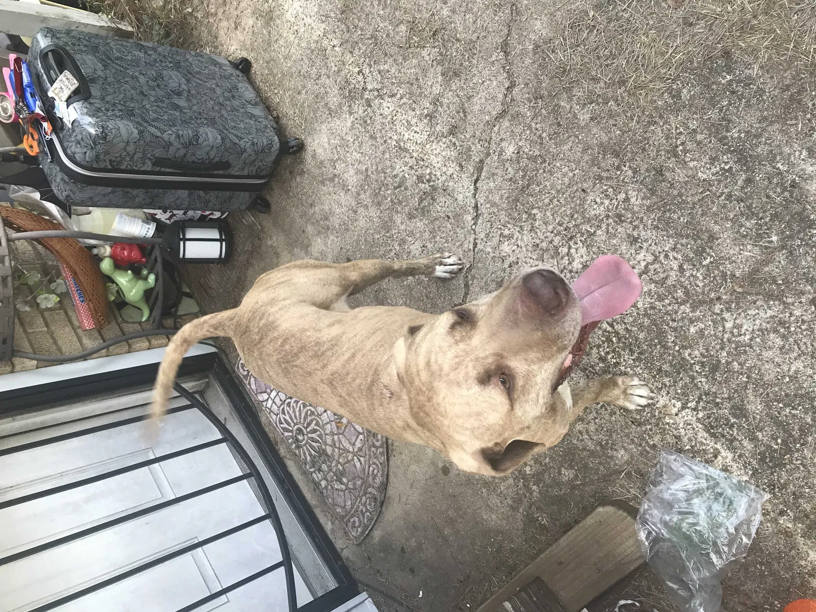Found dog in Ashdown, AR, 71822