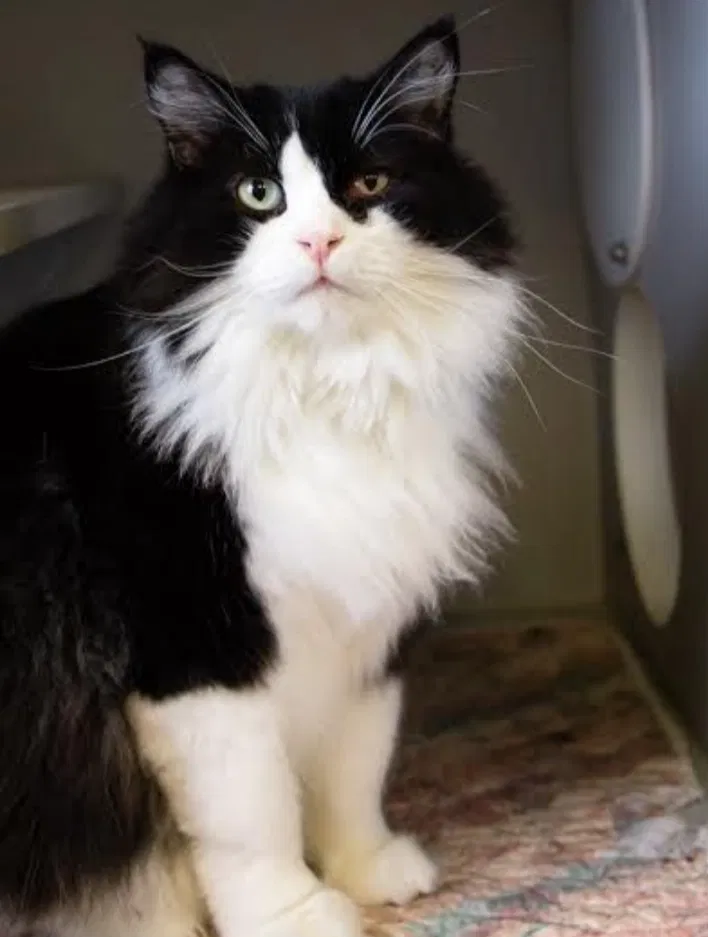 Lost cat in Oklahoma City, OK, 73116