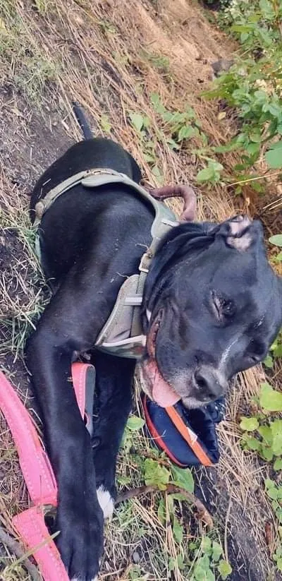 Lost dog in Royal City, WA, 99357
