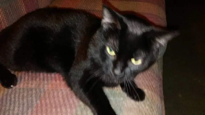 Lost cat in Elkhorn, WI, 53121