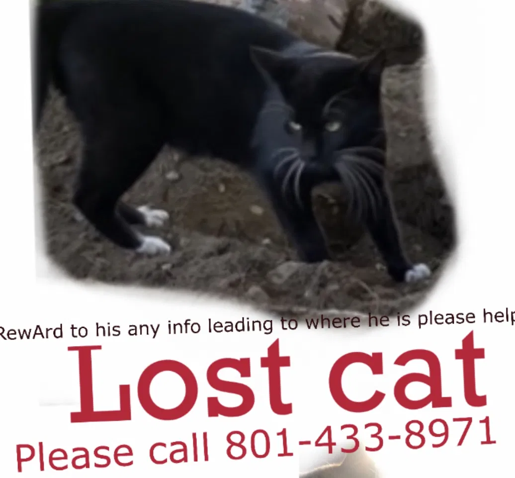 Lost cat in Midvale, UT, 84047