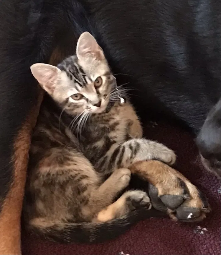 Lost cat in Yukon, OK, 73099