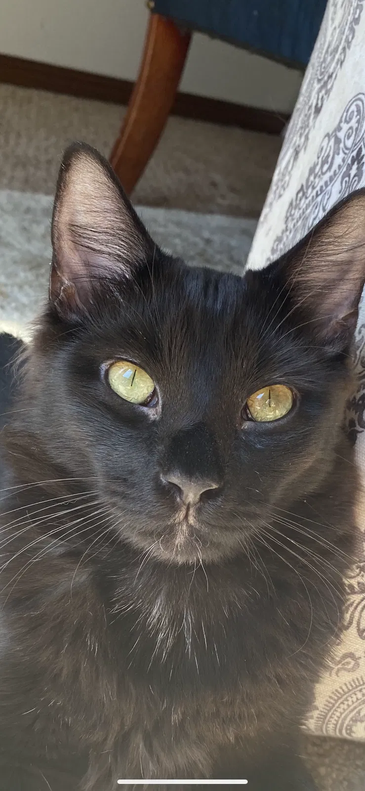 Lost cat in Edmond, OK, 73013