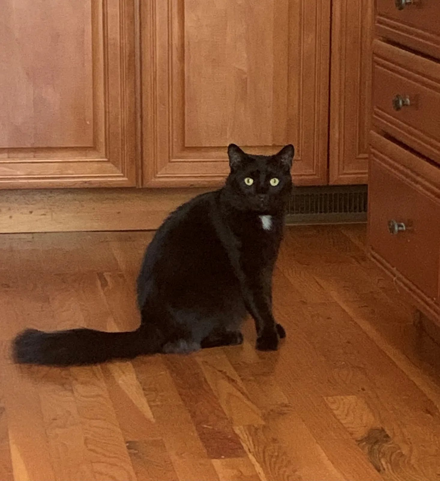 Lost cat in Rome, GA, 30161