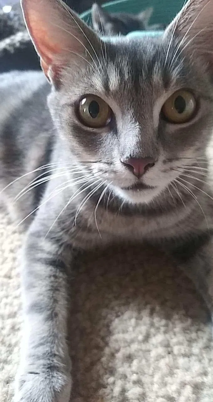 Lost cat in Howey In The Hills, FL, 34737