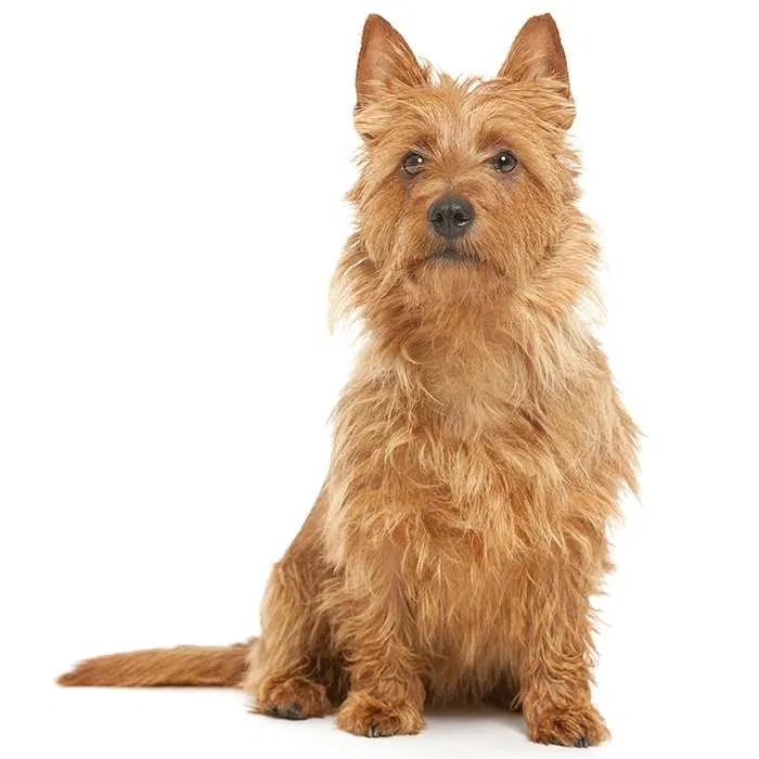 Lost dog in Gainesville, FL, 32641