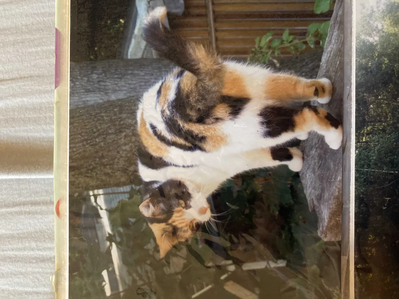 Lost cat in Waterford, WI, 53185