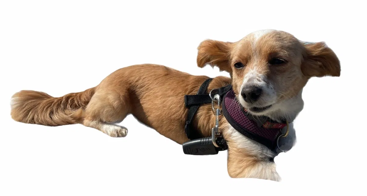 Lost dog in San Diego, CA, 92116