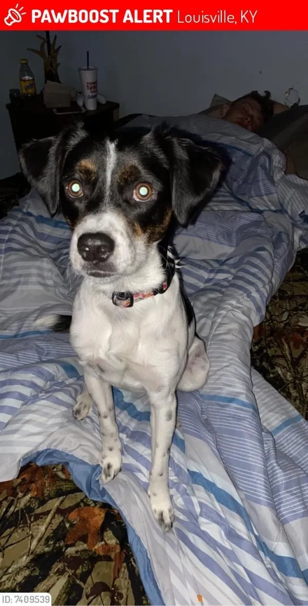 Lost dog in Louisville, KY, 40272