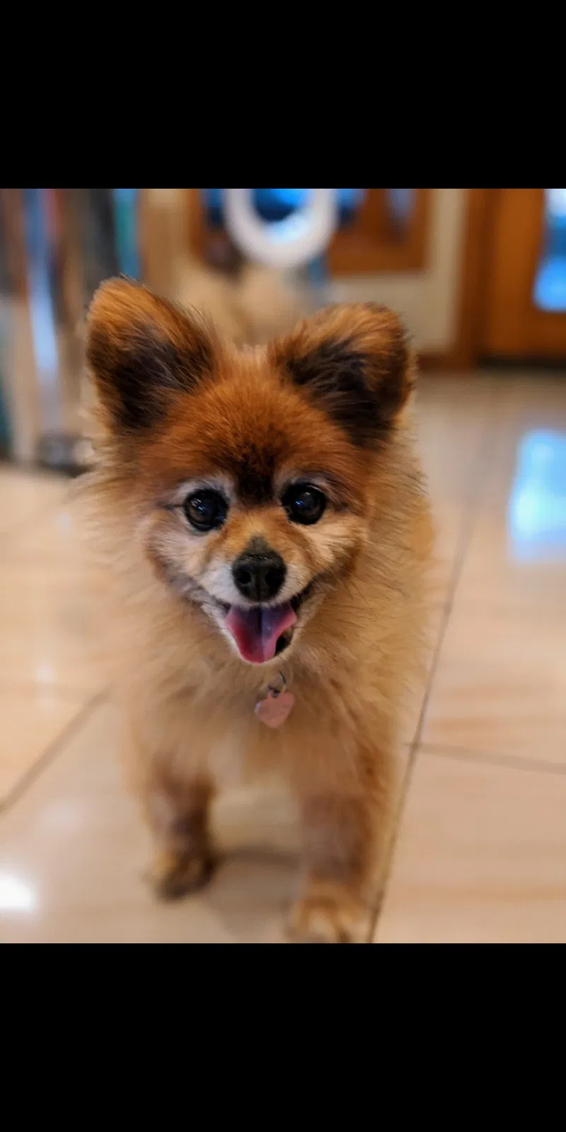 Lost dog in Saint Paul, MN, 55122