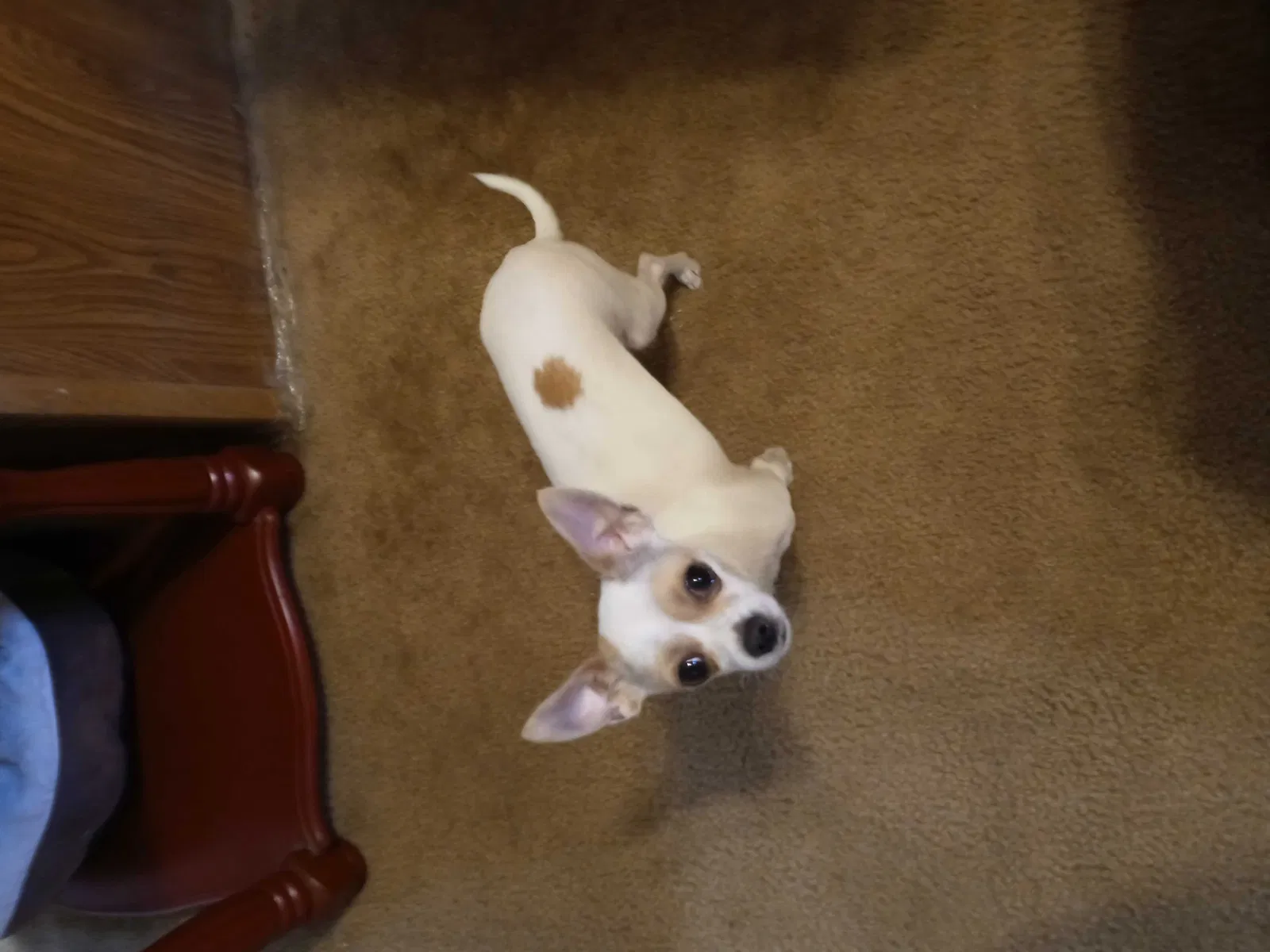 Lost dog in Reno, NV, 89512