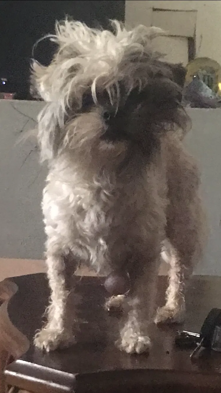 Lost dog in Fort Worth, TX, 76105