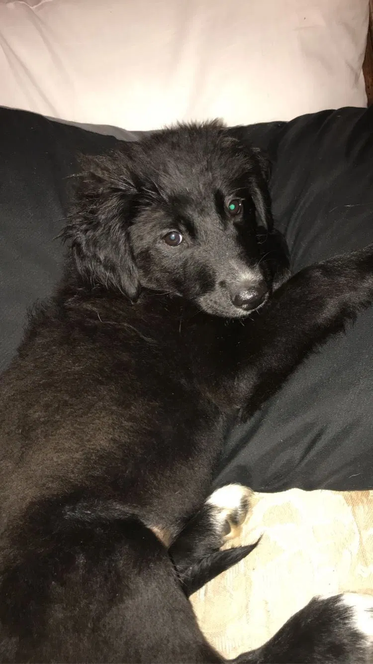 Lost dog in Adairsville, GA, 30103
