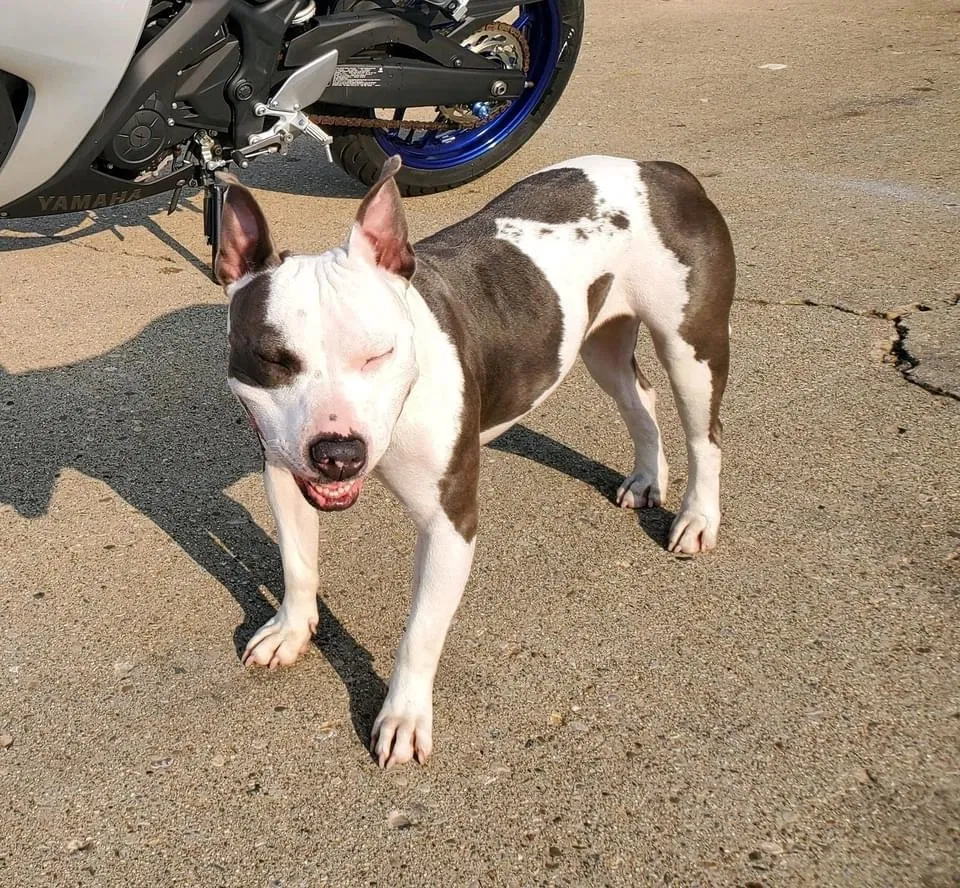 Lost dog in Fairfield, OH, 45014