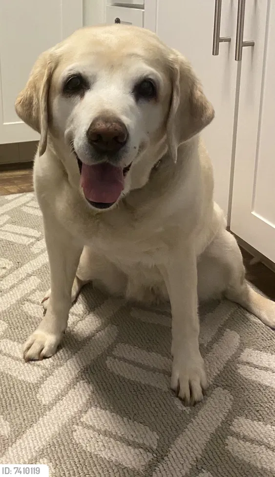 Lost dog in Shingle Springs, CA, 95682