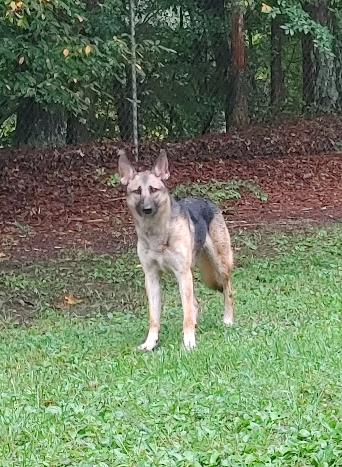 Lost dog in Hixson, TN, 37343