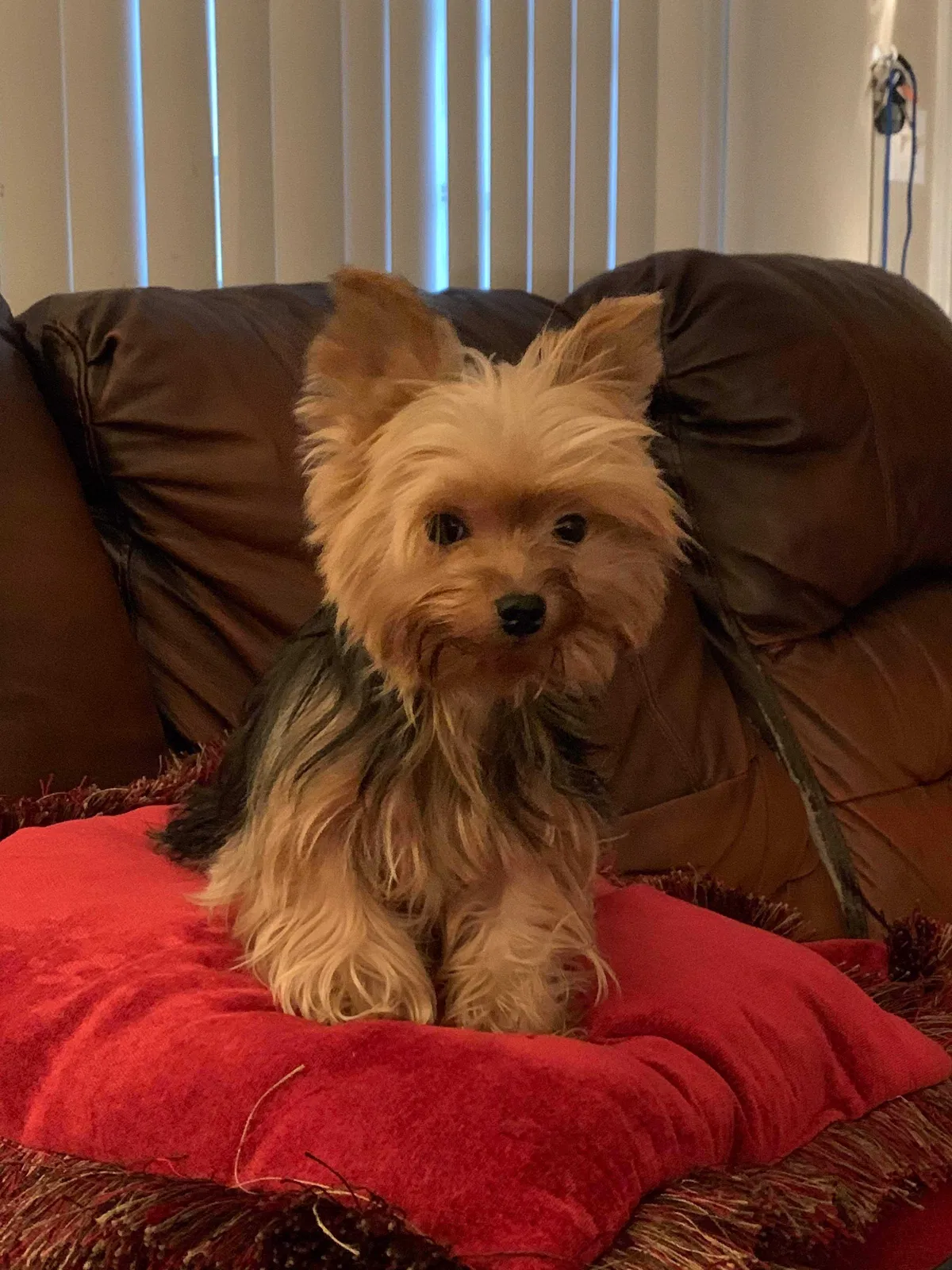Lost dog in Liberty, TX, 77575