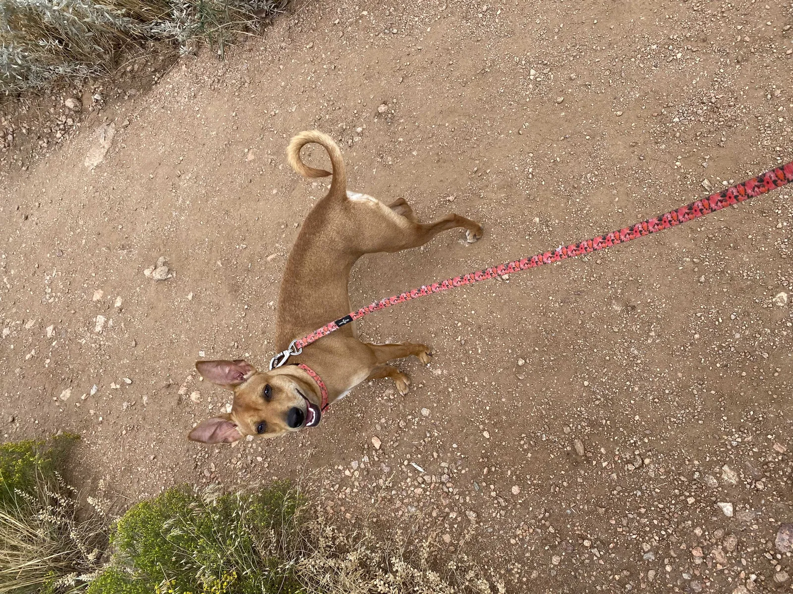 Lost dog in Fort Collins, CO, 80526