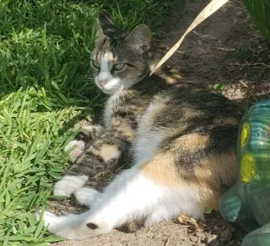 Lost cat in La Porte, TX, 77571