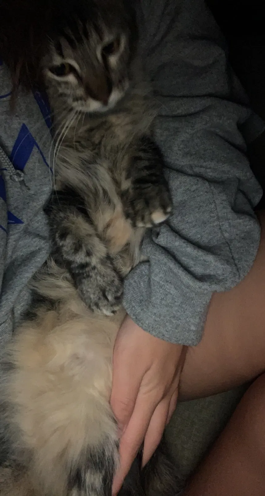 Lost cat in Carrollton, TX, 75010