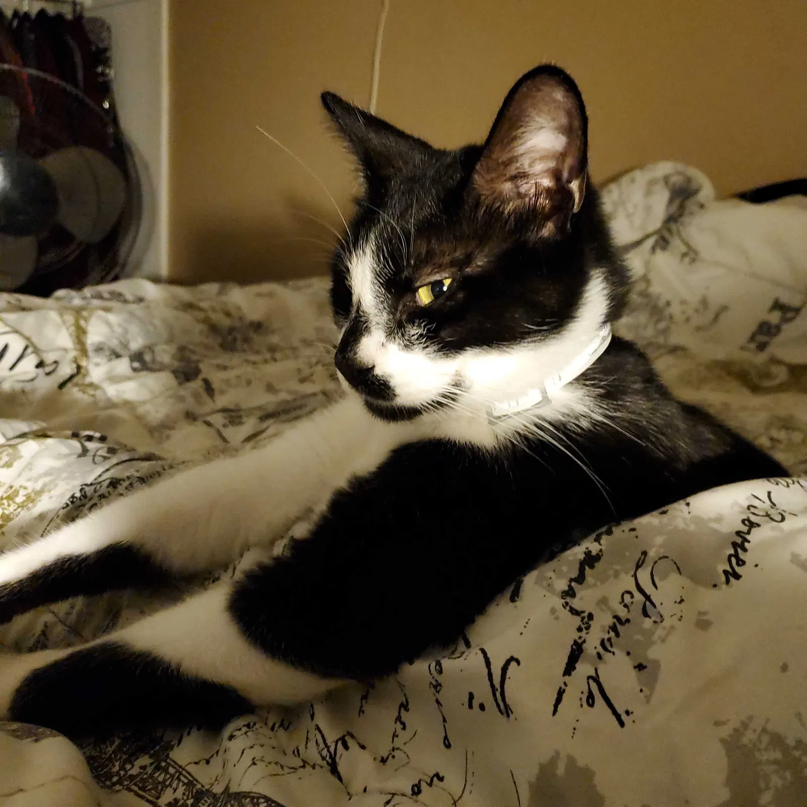 Lost cat in Lomita, CA, 90717