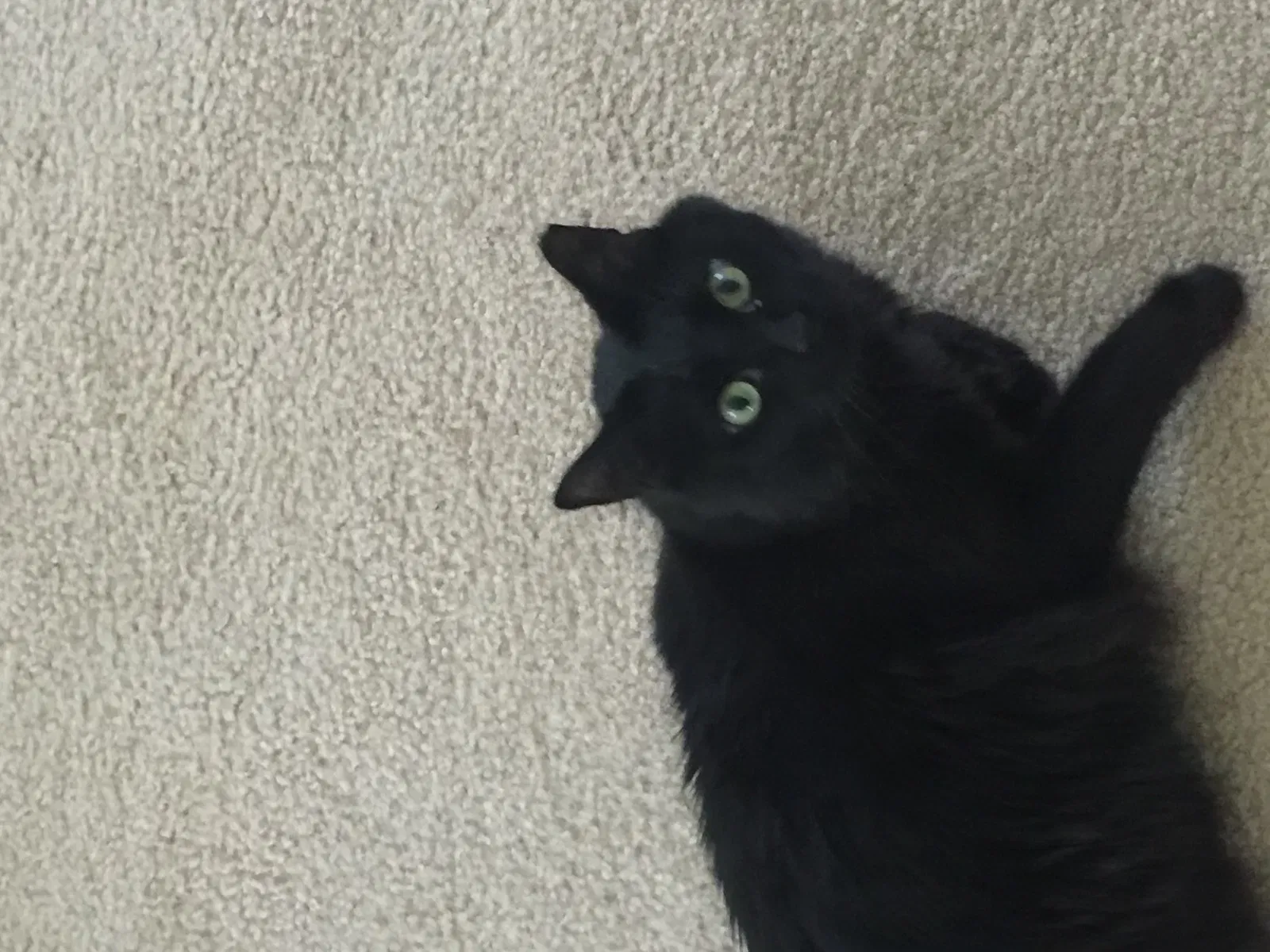 Lost cat in Neptune, NJ, 7753